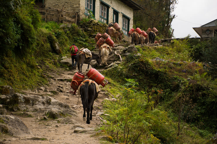 Donkeys walking through village portering goods on the EBC trek in Nepal