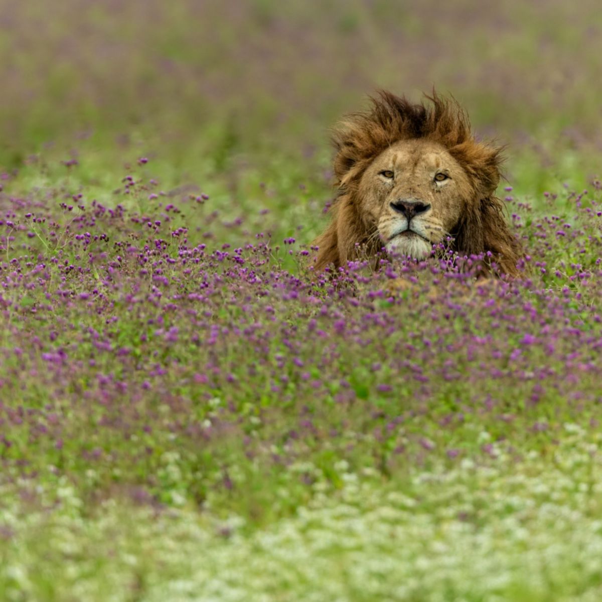 Pur. Lion among purple flowers in Ngorongoro Crater