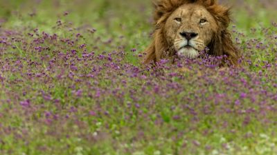 Pur. Lion among purple flowers in Ngorongoro Crater