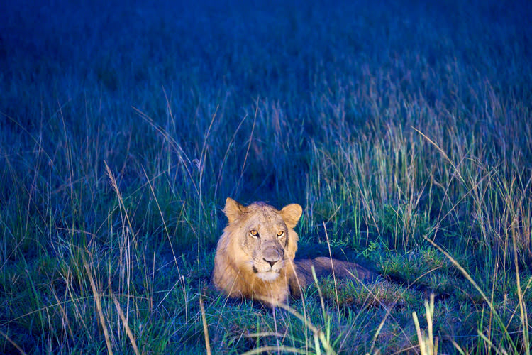 Lion sitting in grass in the dark in Queen Elizabeth National Park, Uganda 