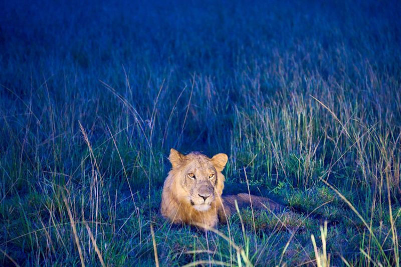 Lion sitting in grass in the dark in Queen Elizabeth National Park, Uganda