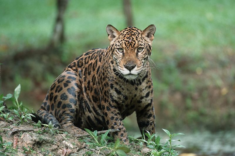 Jaguar facing camera while seated on ground in Tambopata Reserve, Peruvian Amazon rainforest