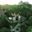 Follow Alice group waving at drone from top of canopy platform at Refugio Amazonas, Amazon of Peru