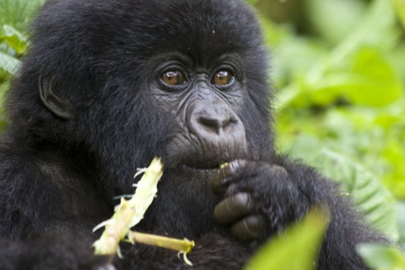 Young mountain gorilla eating a shoot