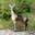 Adult male golden klipspringer in Lake Mburo National Park, Uganda