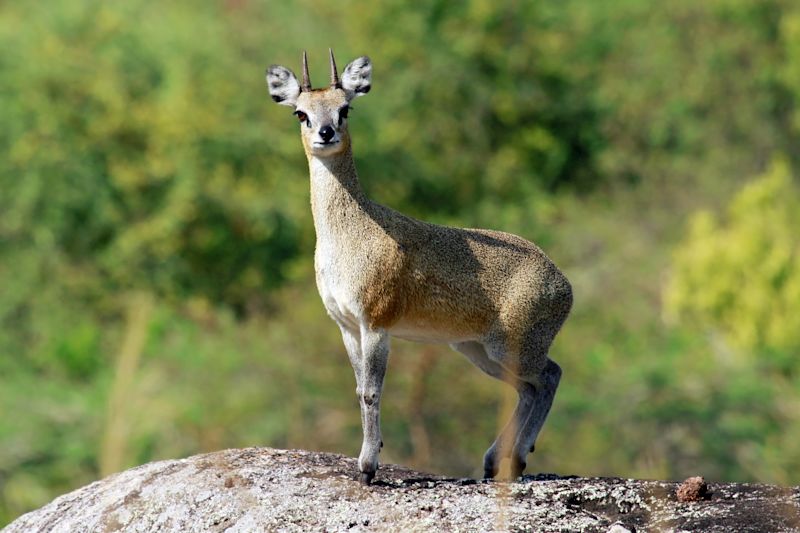 Adult male golden klipspringer in Lake Mburo National Park, Uganda