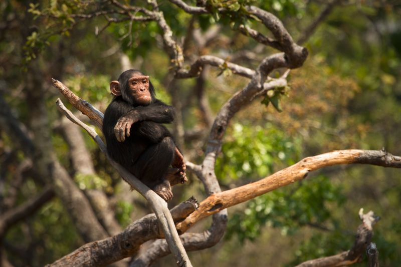 Wild chimpanzee on tree, Zambia