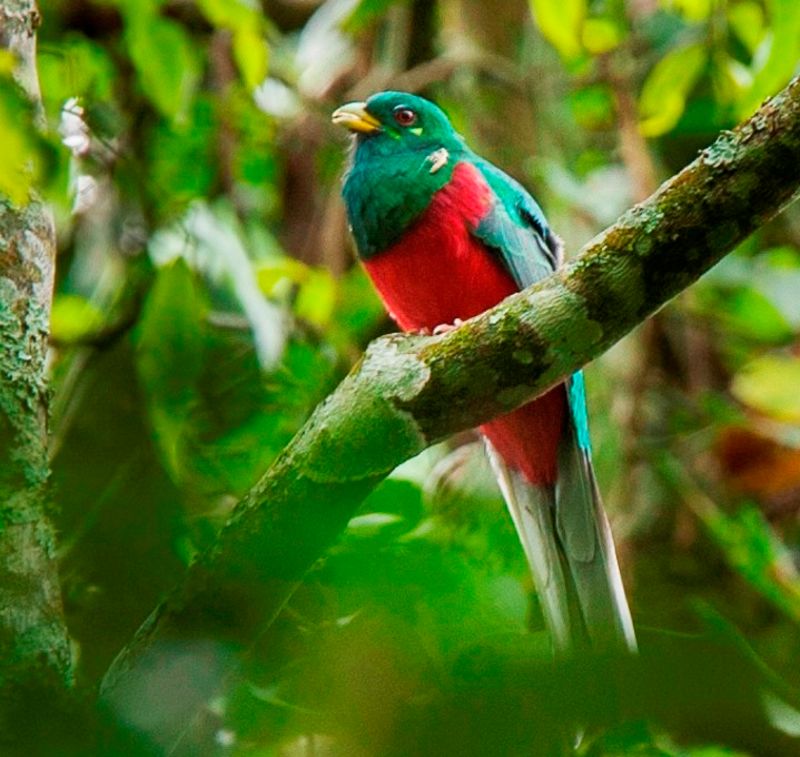 Narina-trogon-in-Uganda.jpg