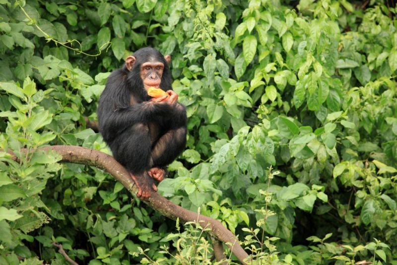 chimpanzee-uganda-1024x683.jpg