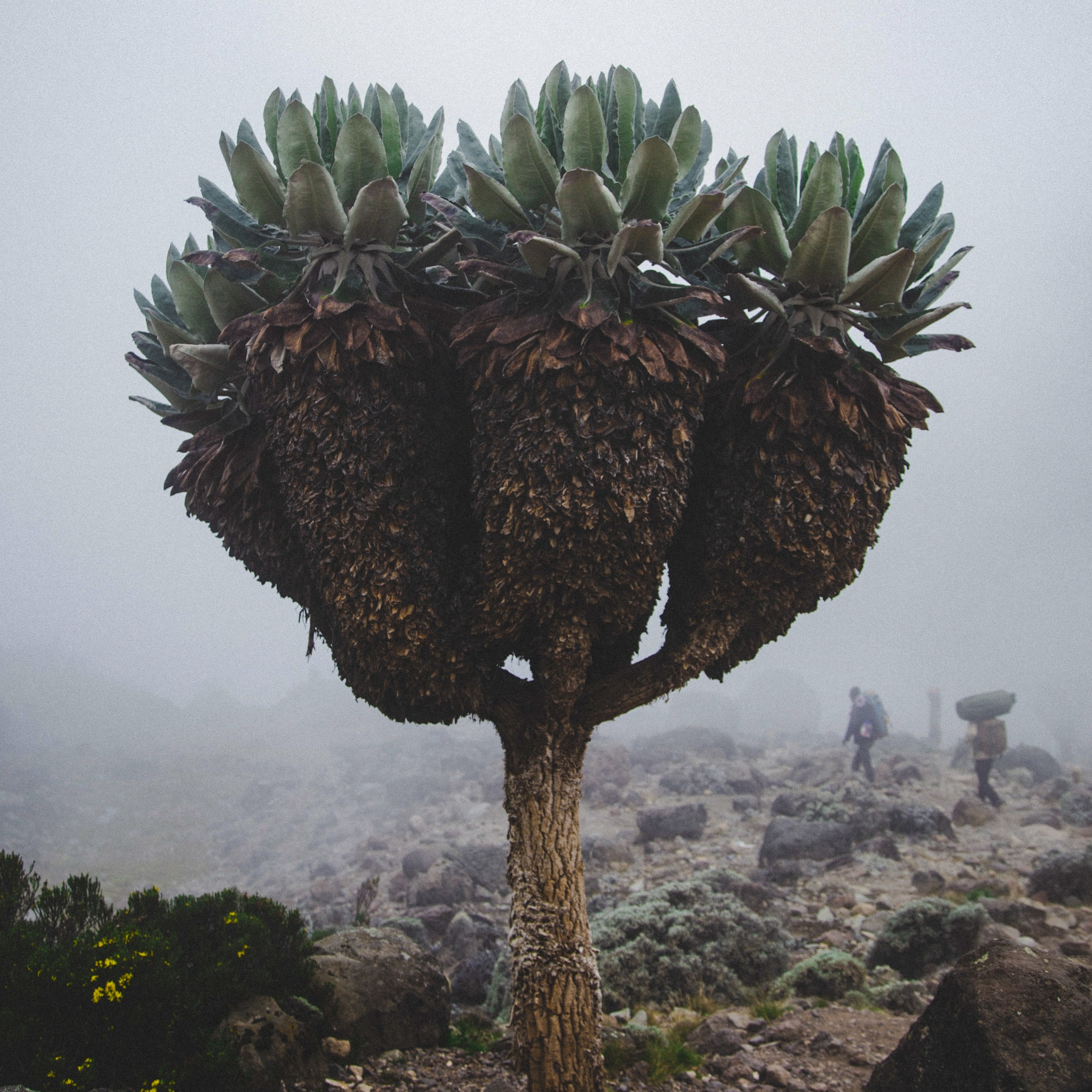 Giant groundsel in mist on Kilimanjaro