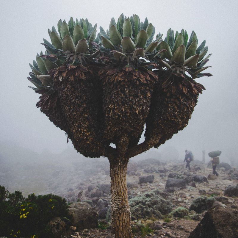 Giant groundsel in mist on Kilimanjaro