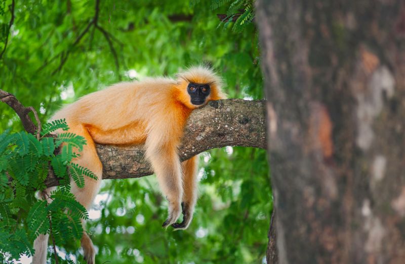Gee's golden langur lying on a tree branch