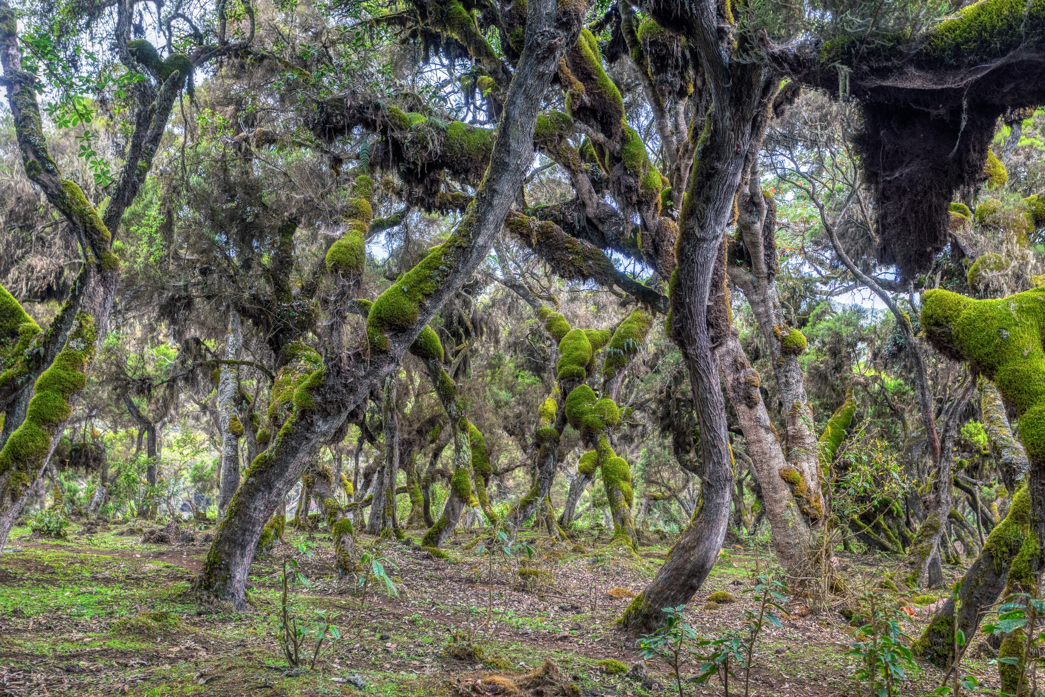 Harenna Forest, Bale Mountains, Ethiopia