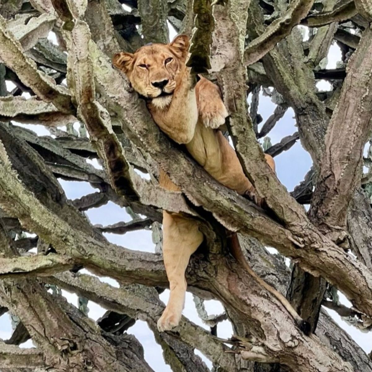 Lioness in tree, Queen Elizabeth NP