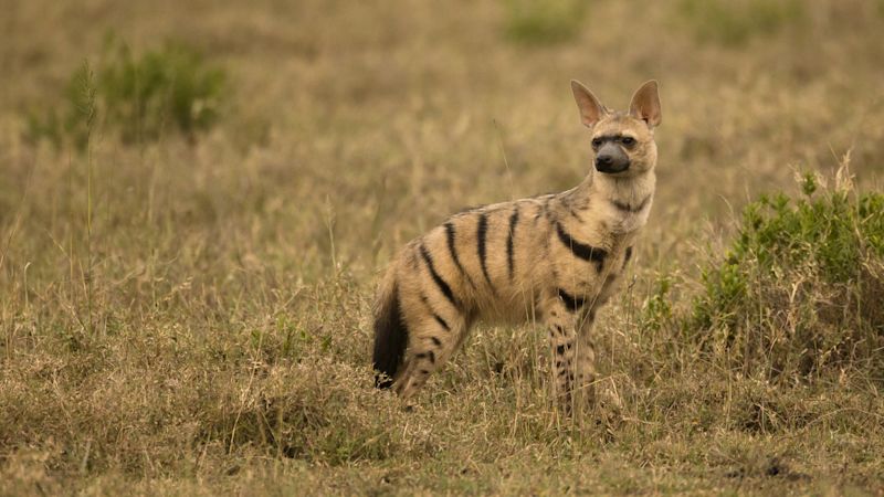 Ours. Aardwolf, Proteles cristata, Gol Kopjes, Serengeti National Park, Tanzania