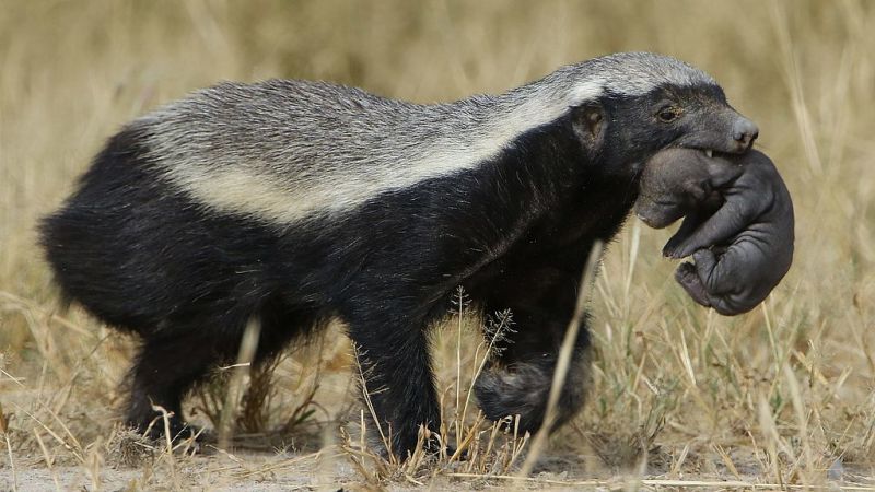 Honey badger carrying pup