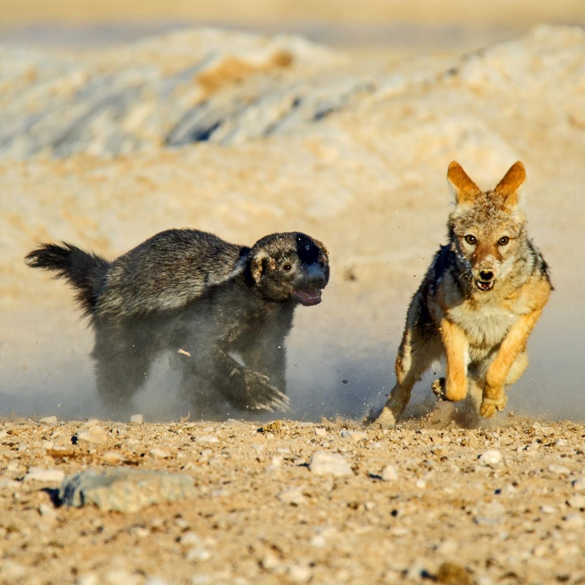Ours. Honey badger chasing black-backed jackal in Etosha National Park, Namibia