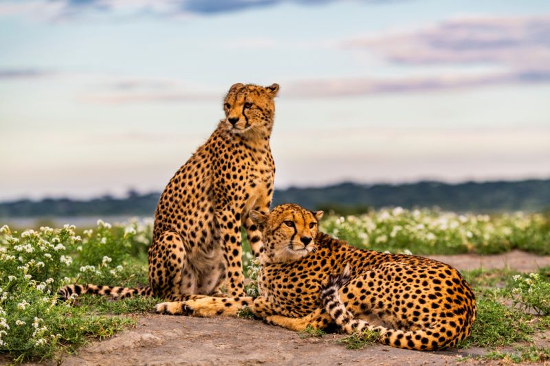 Cheetahs, mother and daughter, among wildflowers. Lake Ndutu, Ngorongoro Conservation Area, Tanzania