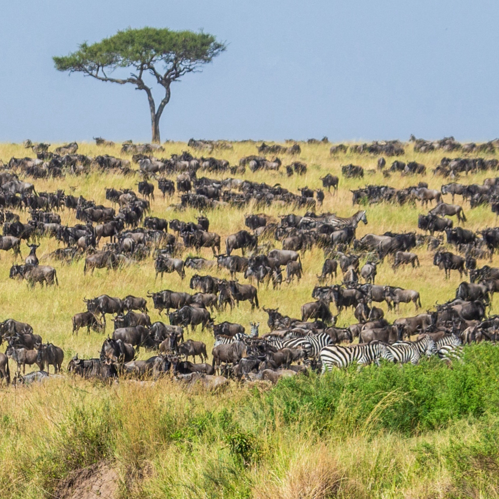 Migration Of Animals And Plants