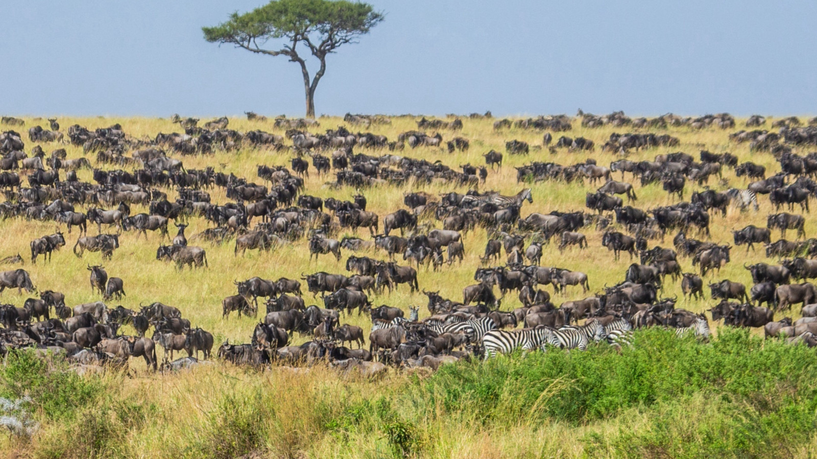 All you need to know about the Great Wildlife Migration