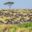 Great Migration herd