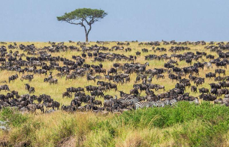 Great Migration herd