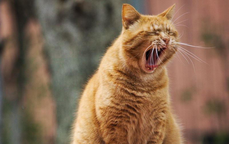 ginger tabby cat yawning