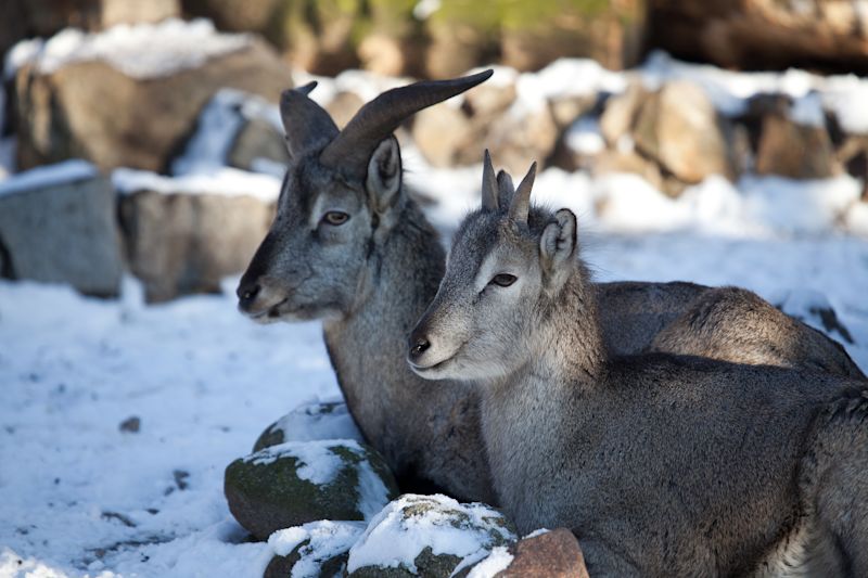 Pur. Bharal, Himalayan blue sheep