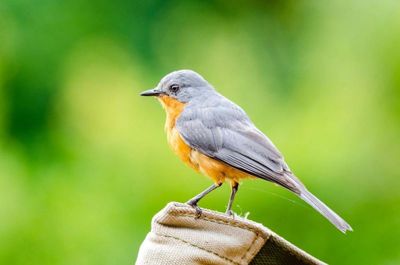 silverbird on a perch