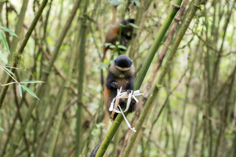 Two golden monkeys sitting in bamboo forest, Rwanda