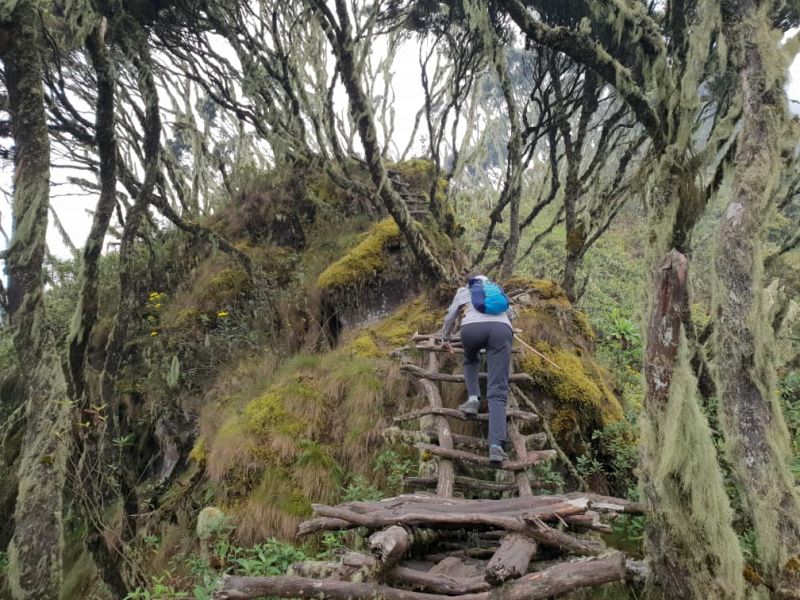 hiker climbing up a wooden ladder in the Rwenzori mountains of Uganda