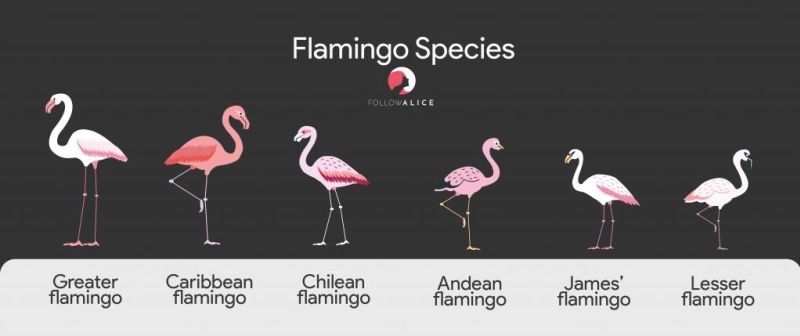 Flamingo species infographic