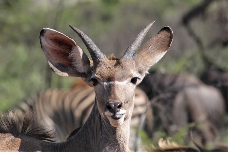 Female greater kudu portrait