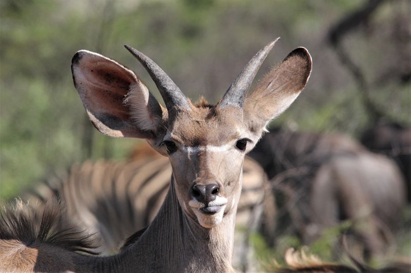 Female greater kudu portrait