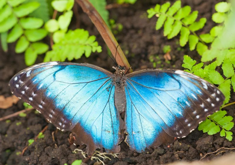 blue morpho menelaus butterfly