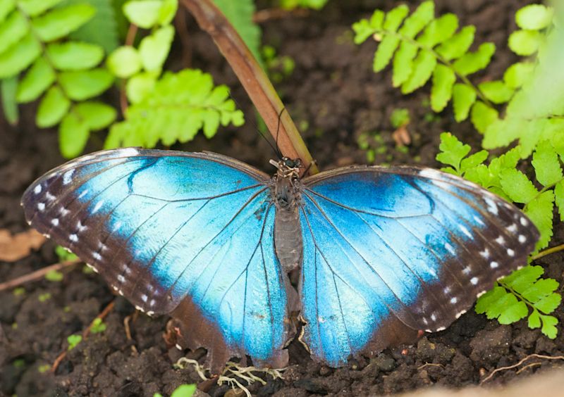 blue morpho menelaus butterfly