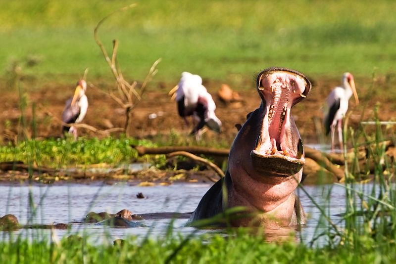 Hippo Pool, Lake Manyara, plus African spoonbills