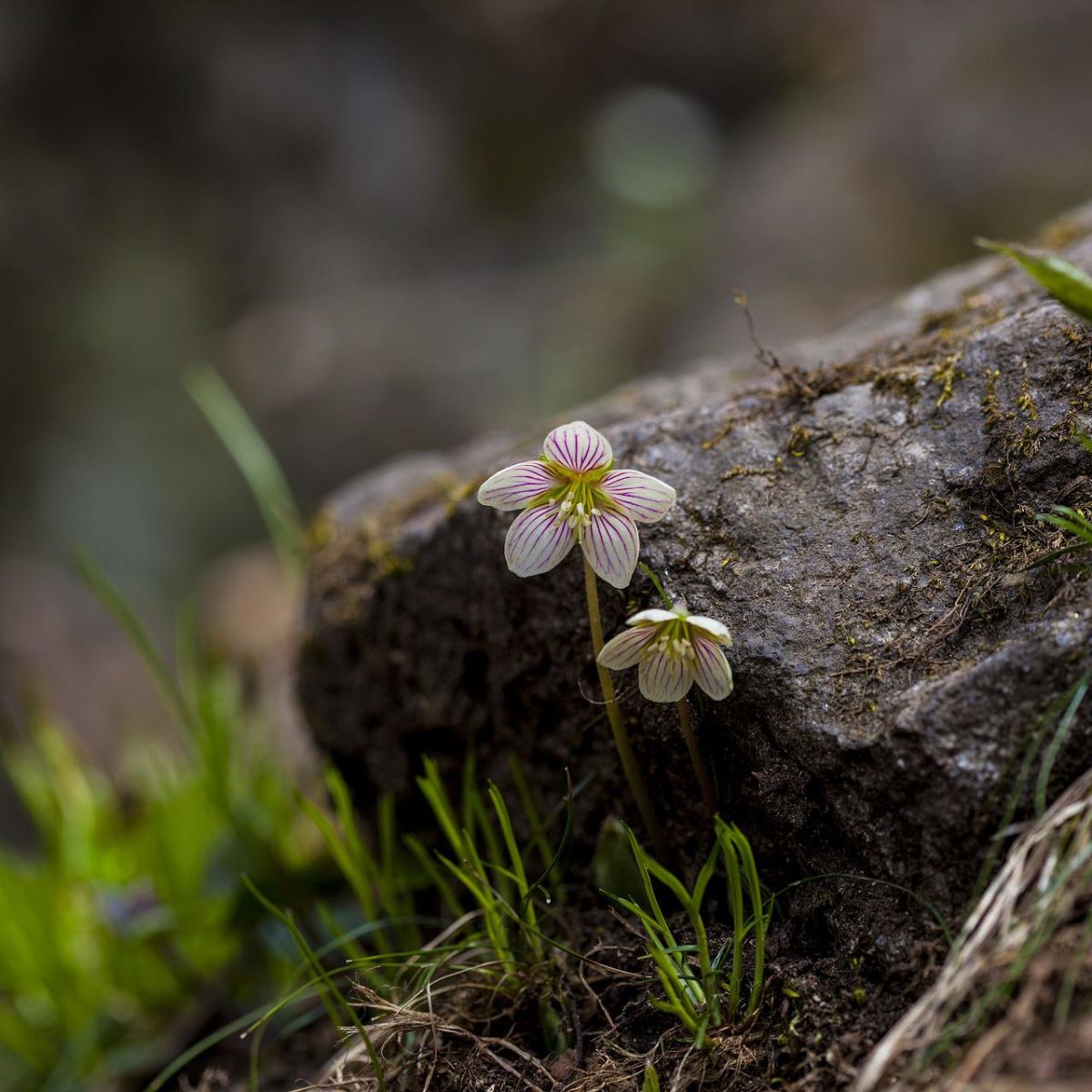 Close up of two pink flowers by a log