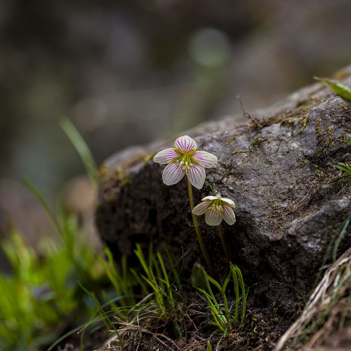 Close up of two pink flowers by a log