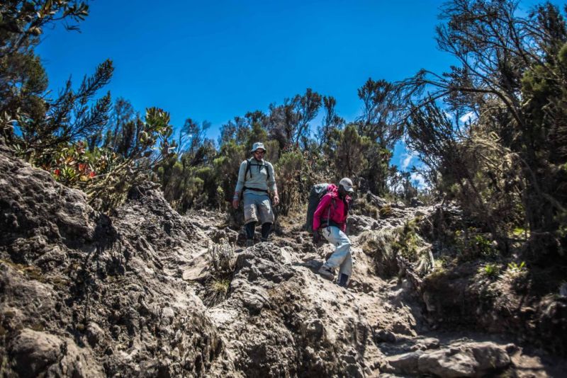 Two climbers navigating down a hill on Mt Kilimanjaro on their way to Mweka Camp