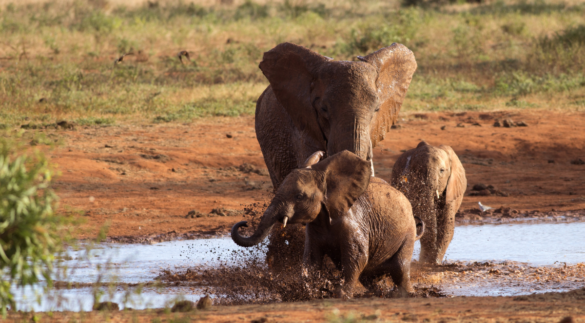 Elephants playing  
