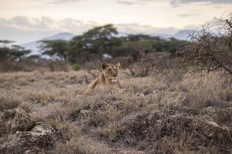 Lioness in grass, what is the Serengeti famous for?