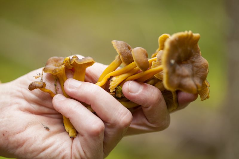 Hand holding foraged wild mushrooms