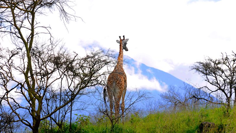 Giraffe on Mt Meru, Tanzania