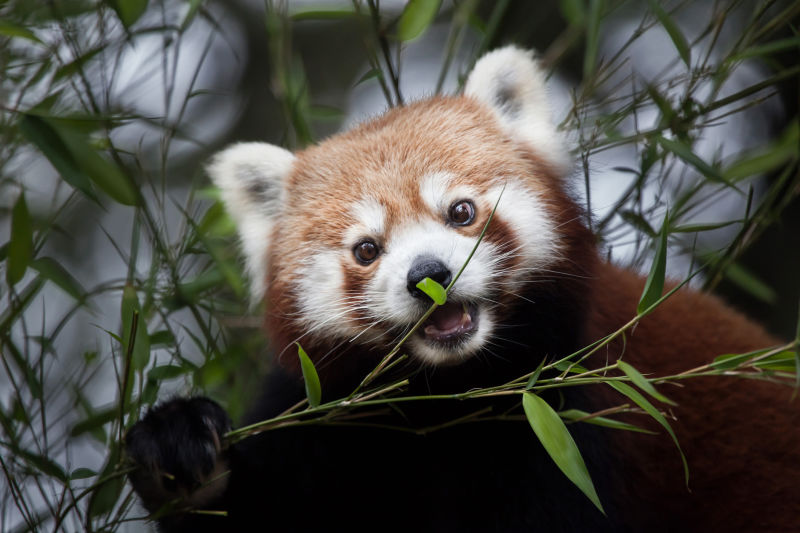 Close up of red panda holding a bamboo frond