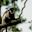 Black-and-white colobus monkey sitting on a branch