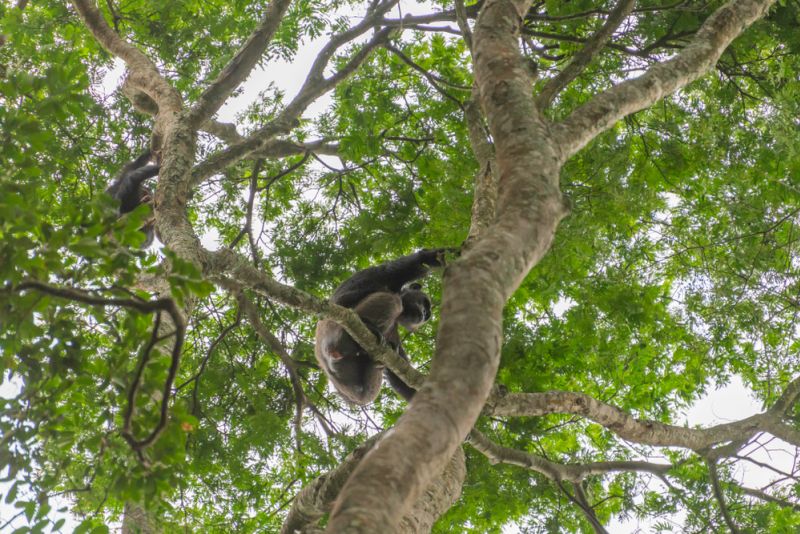  Chimpanzees seen from below while in tree canopy