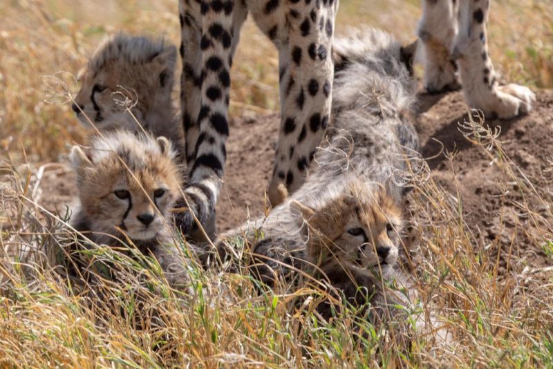 cheetah cubs, Uganda wildlife in pictures