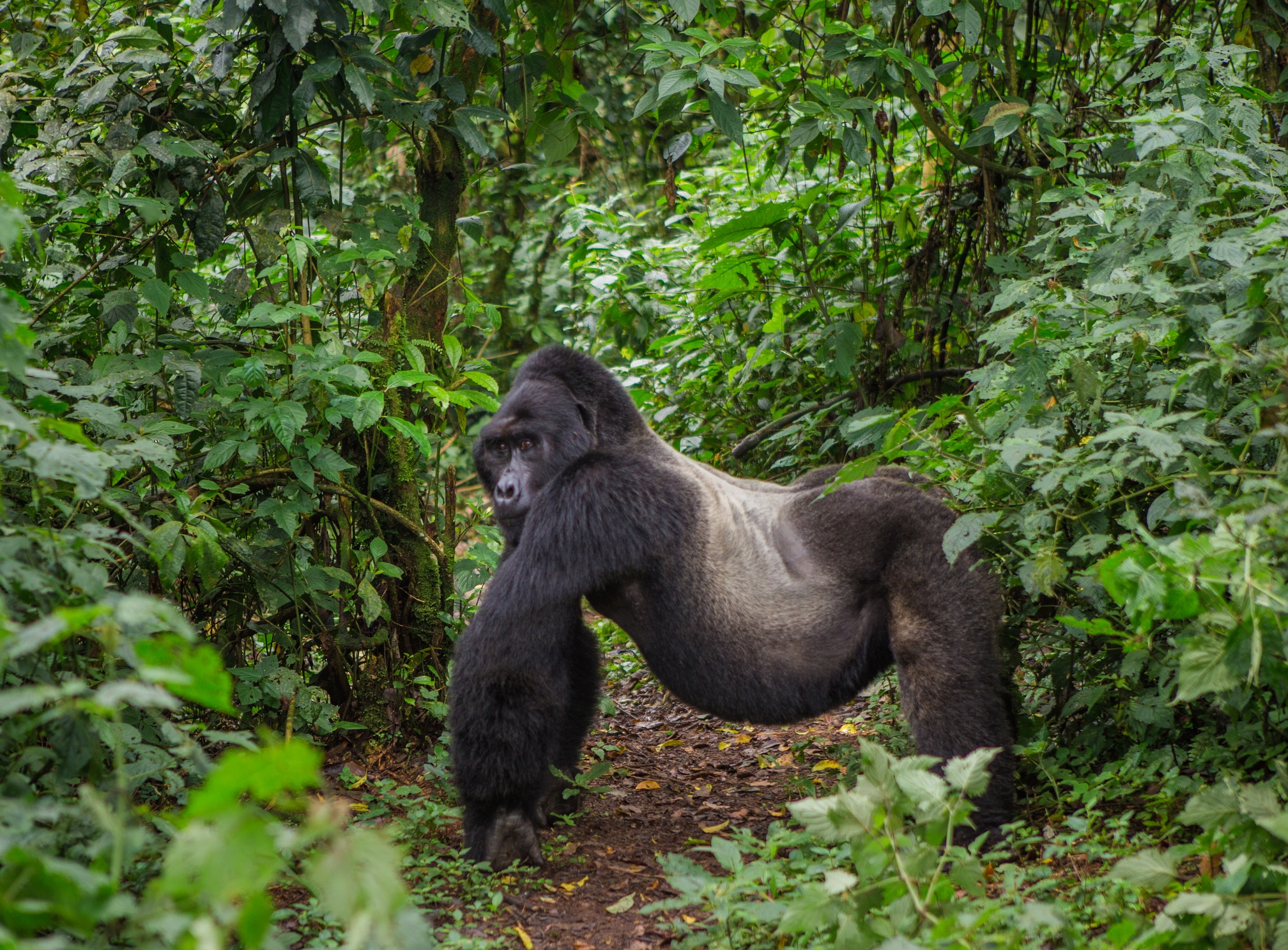 Silverback mountain gorilla in rainforest. Uganda. Bwindi Impenetrable Forest National Park