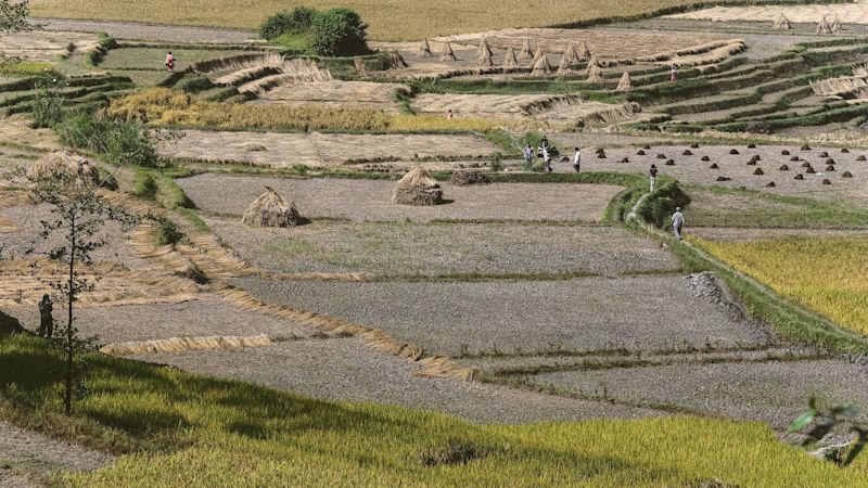 Field Nepal